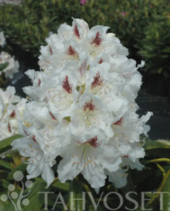 hankkija202609130010591475430